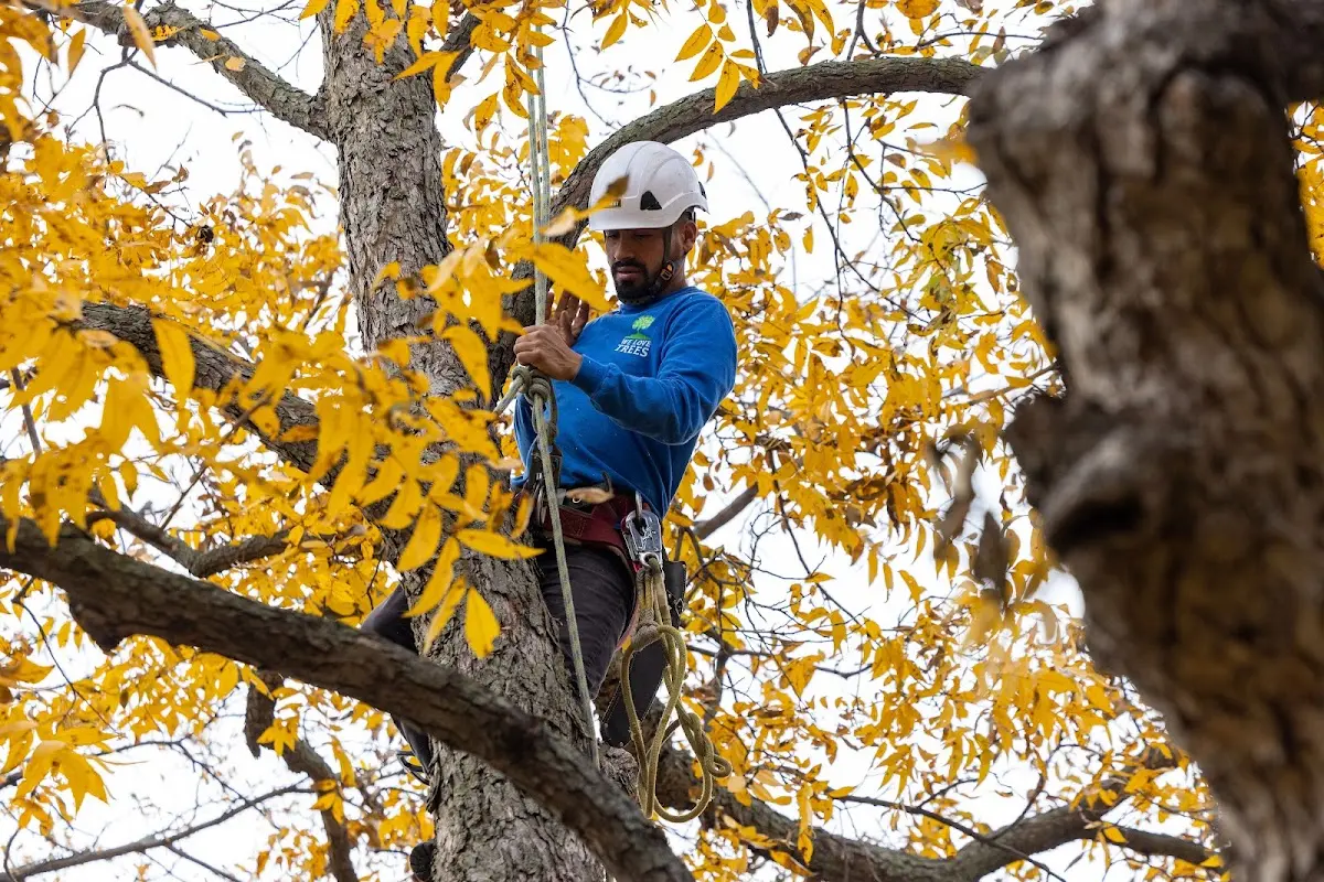 Skilled Storm Damage Cleanup crew working in Freedom